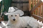 la vie trepidante de superdog